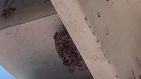 Up, up and run away! Radioactive wasps found at South Carolina nuclear facility