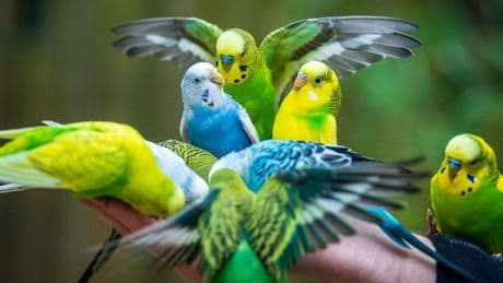 Tiere: Diebe stehlen Ziervögel eines 83-Jährigen