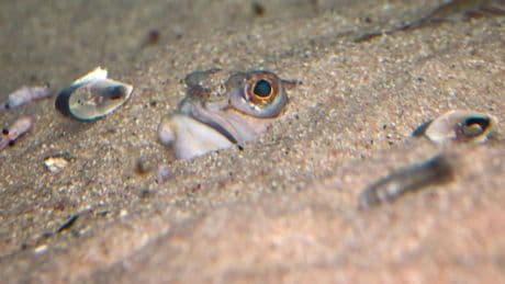 Was Urlauber jetzt wissen sollten - Das ist der gefährlichste Fisch an unseren Küsten