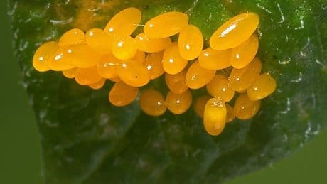 Forget the calendar: This method reveals the ideal time to tackle garden pests