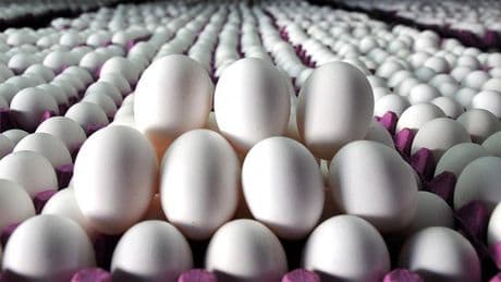 Yumurta üretimi yüzde 10 azaldı
