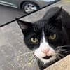 Social media users are baffled by a video of a cat with a 'British accent' - as one viewer claims it's 'definitely a Scouser'