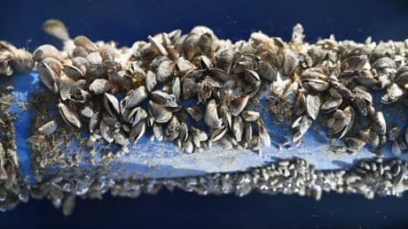 Bodensee von Quagga-Muscheln befallen: Verletzungsgefahr für Schwimmer