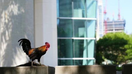 Wild chickens face turf war with bad-tempered peacocks after taking over Miami