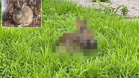 Outbreak of 'Frankenstein' rabbits with face tentacles now poses threat to HUMANS: Doctor warns which states disease will spread to next