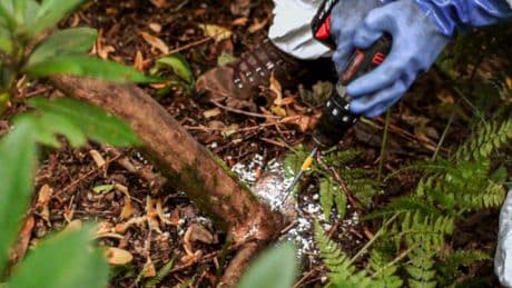 Scientists in battle to defeat silent killer of Scotland's rainforests