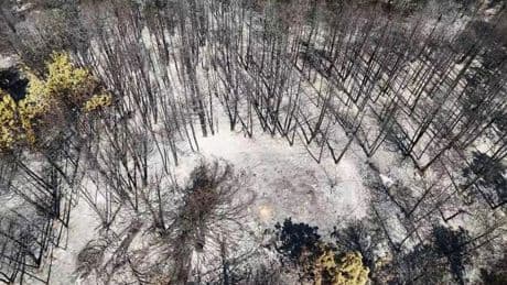 Karabük'te orman yangınlarının ardından yürek yakan görüntü