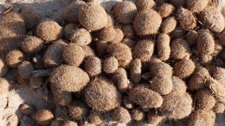 What Are 'Neptune Balls,' The Microplastic-Filled Clumps Washing Up On Beaches?