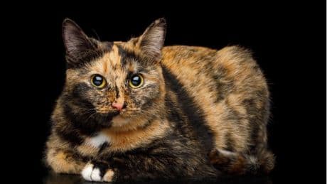 Orange Fur Created By A Unique Mutation In Domestic Cats