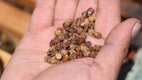 Bir çay kaşığı 1 kilo ete eşdeğer! Önceden çöpe gidiyordu, şimdi 3 bin TL’den satılıyor