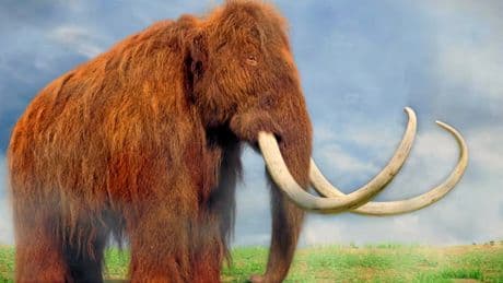 Le mammouth laineux, star d'une résurrection controversée