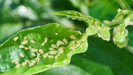 Blattläuse bei Obstbäumen: Was Sie tun können, um die Ernte zu retten