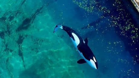 «Des bassins infestés d’algues» : des images des orques du Marineland d’Antibes suscitent l’inquiétude