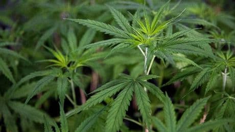 Police found cannabis gardener hiding in loft of Wishaw house