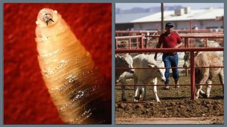 What to know about screwworm threats, as U.S. suspends cattle imports from Mexico