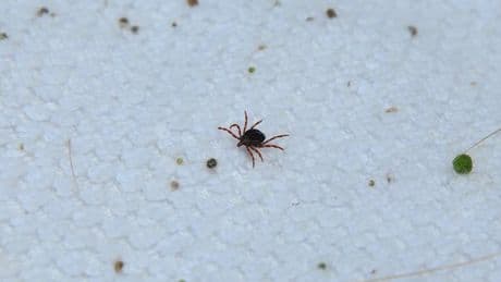 Vatandaşlar dikkat! Kene ile mücadele amaçlı yasak getirildi