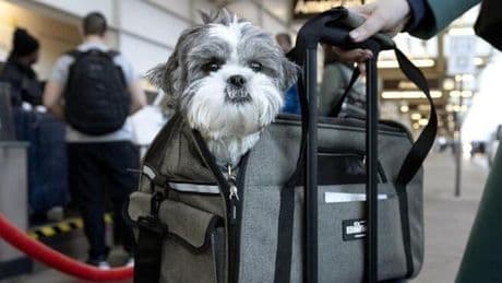 In viaggio con Fido, boom di passaporti per animali