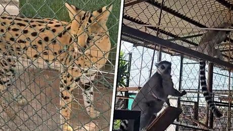 Spaanse politie neemt meer dan 100 exotische dieren in beslag uit privé-dierentuin
