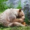 Besucher in englischem Tierpark in Sicherheit: Bären brechen aus Gehege aus und verputzen Honig-Vorräte