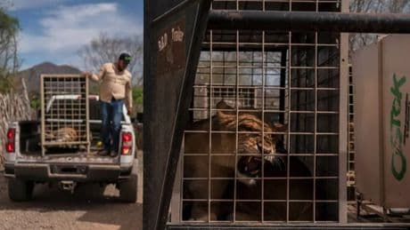 Lions and tigers kept as pets by drug lords dramatically rescued from cartel war