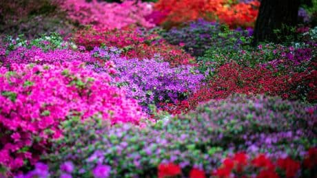 Blütenmeer in Bremen: Frühe Blüte im Rhododendron-Park
