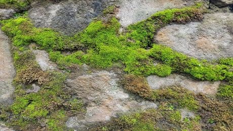 Grünbelag im Garten: Diese Tricks lassen es sofort verschwinden