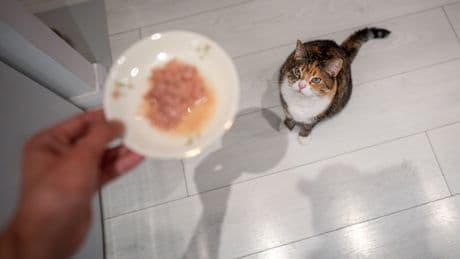 Verletzungsgefahr für Haustiere: Dieses Katzenfutter sollten Sie sofort zurückgeben