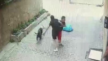 Pitbull cinsi köpek küçük çocuğa dehşeti yaşattı