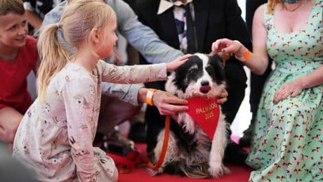 Panda wins the 2025 Palm Dog award at Cannes — and a look-alike accepts