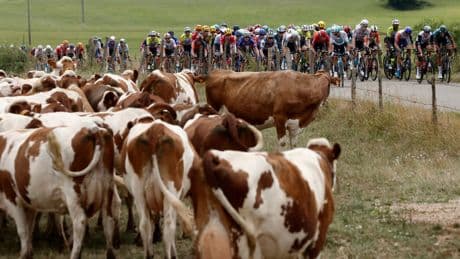 Tour de France shortens stage to avoid diseased cows