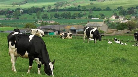 How Startups Are Helping The Livestock Farming Sector Reduce Emissions