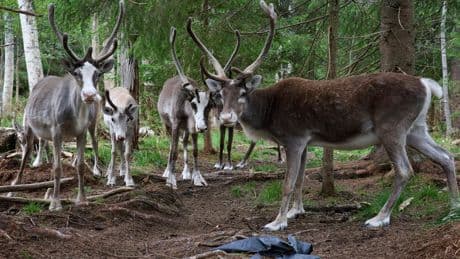 Indigenous reindeer herders at risk from Sweden’s plans to mine rare-earth minerals