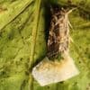 Animals react to secret sounds from plants, say scientists