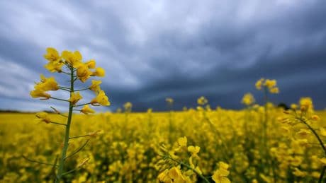 Wetter: Sonniger Wochenstart - Schauer und Gewitter folgen