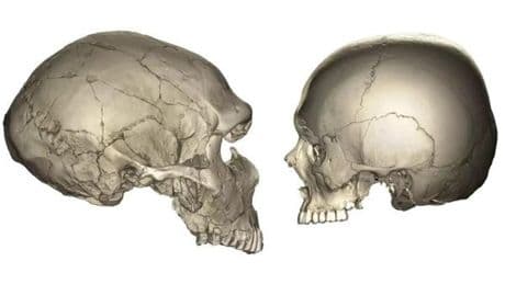 Sex zwischen Neandertaler und Homo sapiens: Ältester Nachweis entdeckt