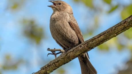 Young Cowbirds Look To Adult Females For Proper Social Development