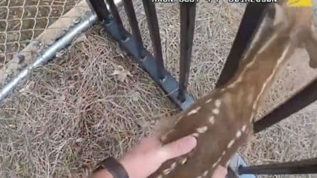 Bambi behind bars? Police discover fawn trying to break into jail in Georgia