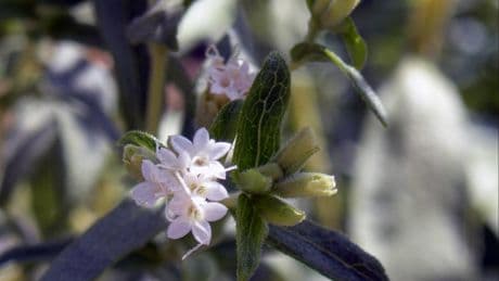 Fermente edilen stevia kanser hücrelerini öldürüyor