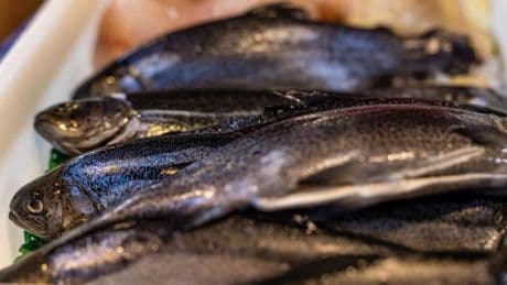 Fischerzeugung: Speisefisch-Produktion in Thüringen stabil