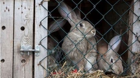 Zoo defends asking visitors to donate unwanted pets to feed tigers
