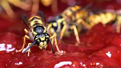 Cómo ahuyentar a las avispas para que te dejen comer tranquilo, según la ciencia