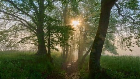 Naturschutz: Pläne für das Biosphärenreservat Spessart vor dem Aus