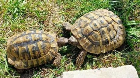 Hausdurchsuchung! - Polizei befreit entführte Kneipen-Schildkröte