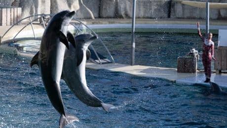 Marineland d’Antibes : les dauphins pourraient être transférés à Beauval, avenir incertain pour les orques