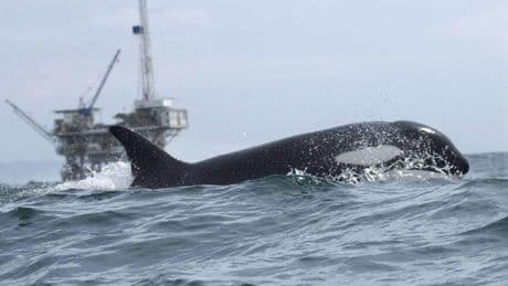 La última 'locura' de las orcas: cazar al tiburón más grande del mundo