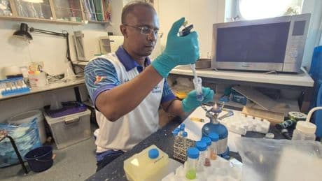 Aux Seychelles, des recherches sur la transmission de la leptospirose