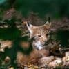Tiere: Achter Luchs im Schwarzwald: Das ist Martins Aufgabe