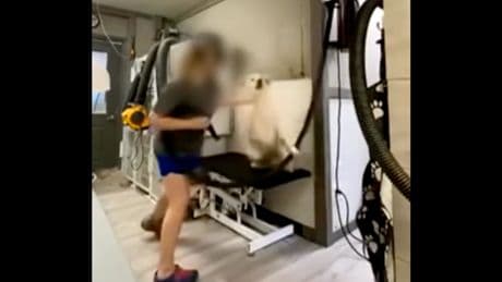 North Carolina woman arrested after videos reveal dog groomer punching multiple dogs