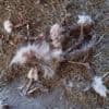 Verwaarloosde dieren en botten gevonden bij Friese dierenarts: 'Uniek geval'