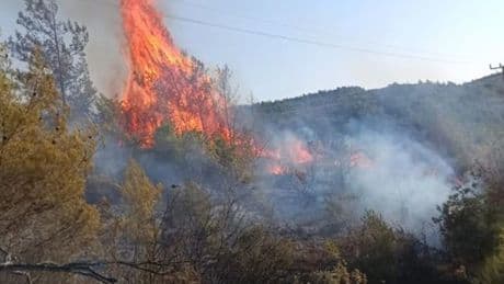 Hatay'da ormanlık alanda yangın çıktı